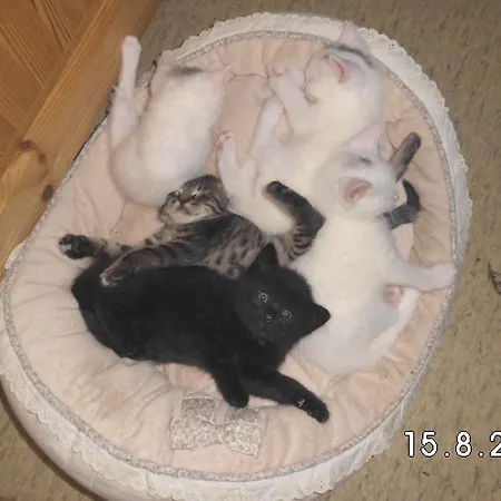 Gesundheitshof Lohninger Фермерский дом Мондзее