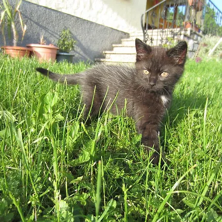 Gesundheitshof Lohninger בית חווה מונדסי