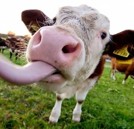 Gesundheitshof Lohninger * מונדסי