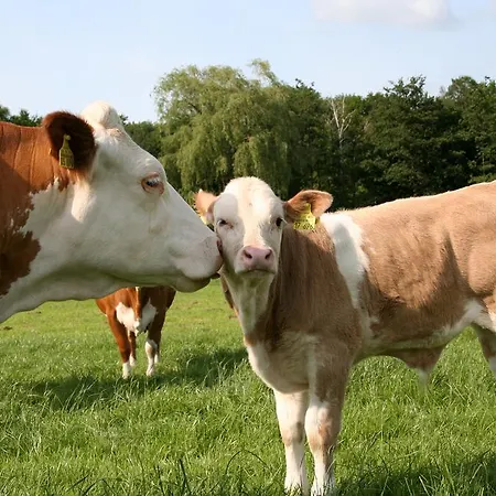 Gesundheitshof Lohninger בית חווה