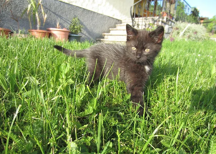Gesundheitshof Lohninger Feriegård Mondsee